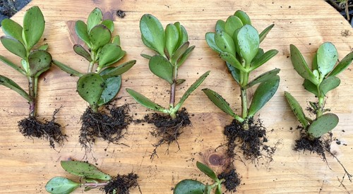 Jade money plants - 2,