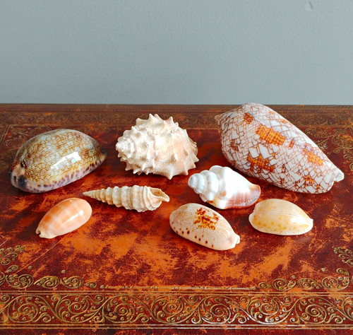 Mixed natural unpolished - mixed, sea