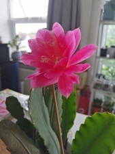 House Plant Epiphyllum 'German