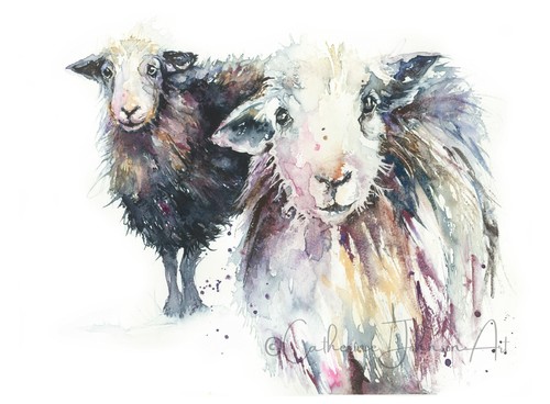 Herdwick sheep mounted giclée - sheep,