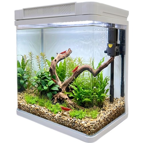 Fish tank aquarium tropical - fish,