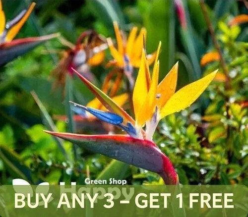 Strelitzia bird of paradise - bird,