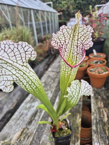 Sarracenia leucophylla x - sarracenia, (leucophylla