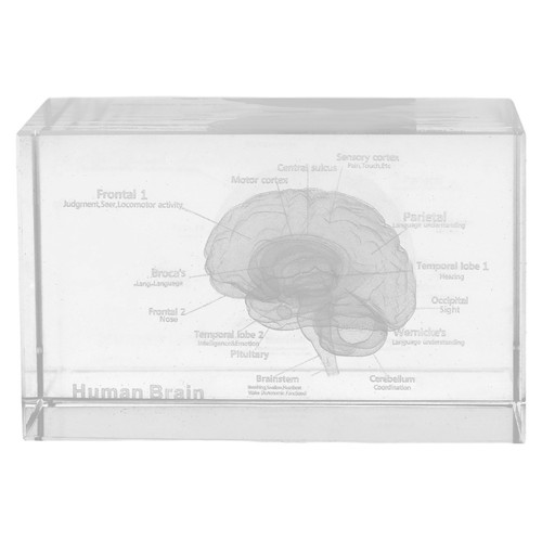 Human lung anatomy - d,