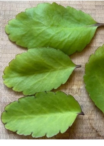 Miracle leaf bryophyllum - miracle,