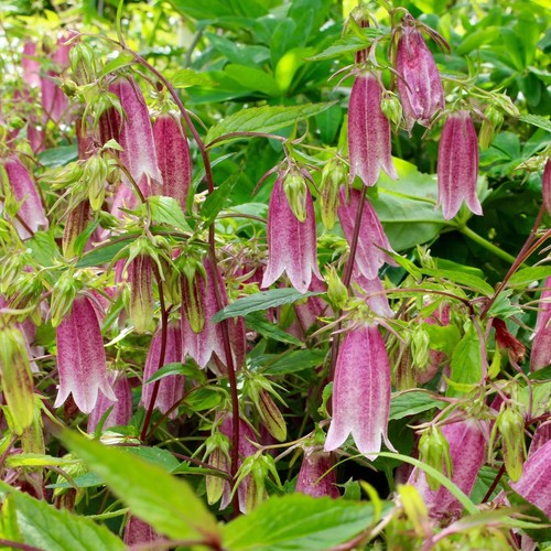 Campanula takesimana - campanula, "takesimana"