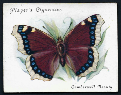 Player british butterflies - -,