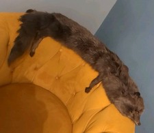 Vintage 40s 50s  Real Fur Mink Stole Scarf Taxidermy