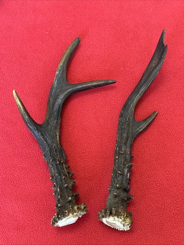 Pair fancy roe deer - of, antlers