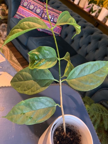 Hoya phyllura - (rooted, plant)