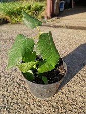 Sacred Fig, Ficus Religosa