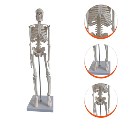 Human skeleton model - human,