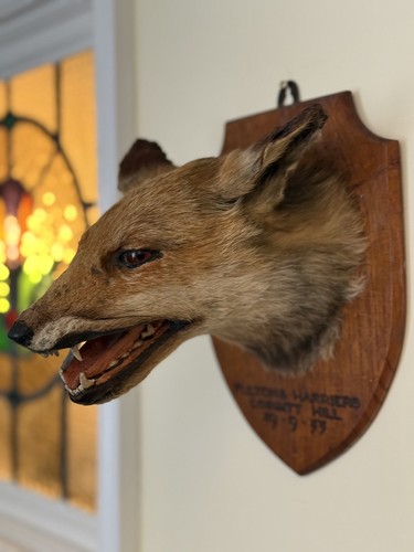 Taxidermy fox head - fox,