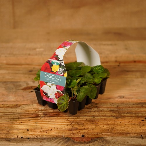 Plug plants begonia nonstop - plug,