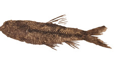 Knightia sp Fossil Fish in Shale from the Wyoming Green River Formation