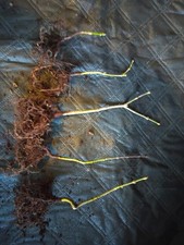 acer palmatum japanese maple