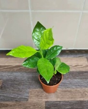 2x Coffee Arabica plant