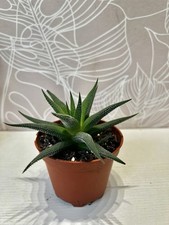 Haworthia fasciata Zebra