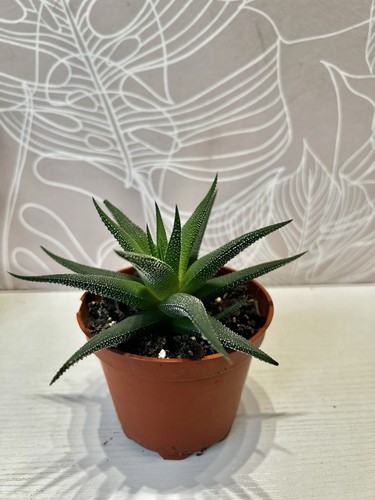 Haworthia fasciata zebra - haworthia,