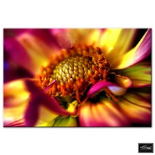 Floral Flowers BOTANICAL   BOX FRAMED CANVAS ART Picture HDR 280gsm