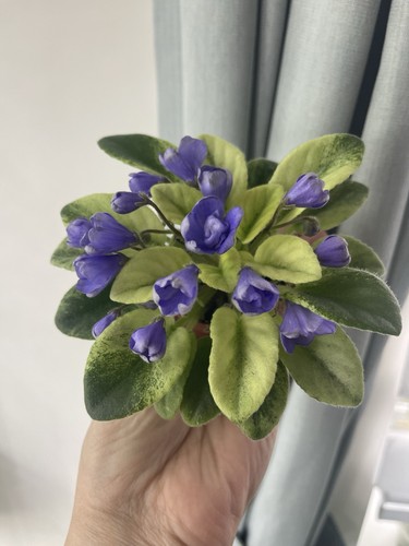African violets two freshly - violets,