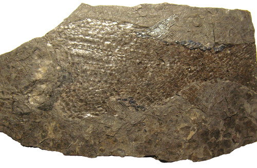 Permian fish fossil muse - permian,