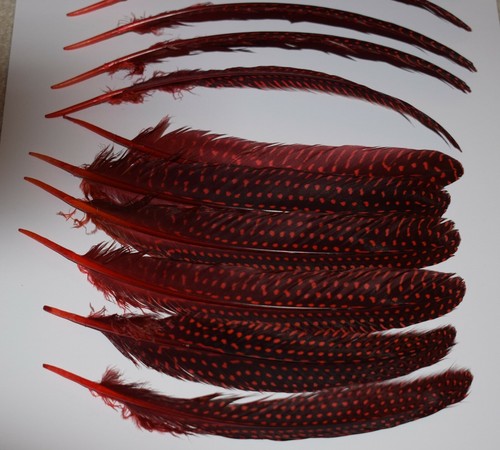 Hot orange red guinea fowl - hot,