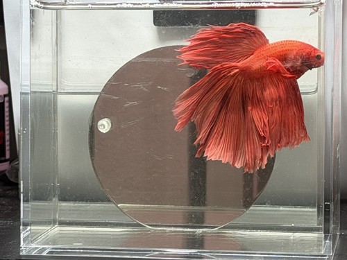 Giant halfmoon betta - giant,