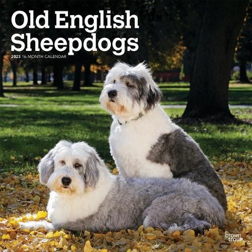 Old english sheepdogs 2023 - english, |