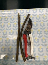 Paradiso Fig tree -unrooted cuttings x2 (cuttings))