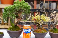 Itoigawa Shimpaku Juniper