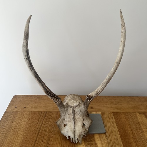 Red deer pricket skull with - pricket,