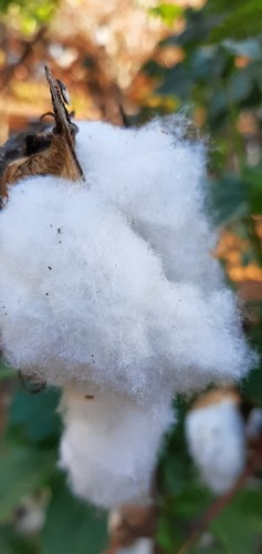 Cotton plant gossypium 12 - cotton,