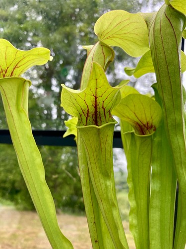 Live sarracenia hybrid - sarracenia,