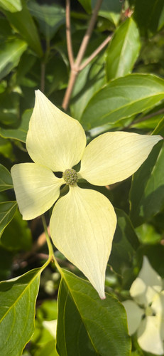 Cornus empress china flower - china,
