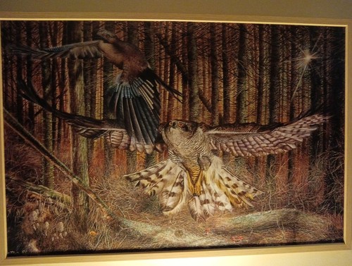 16x24 canvas goshawk and - goshawk,