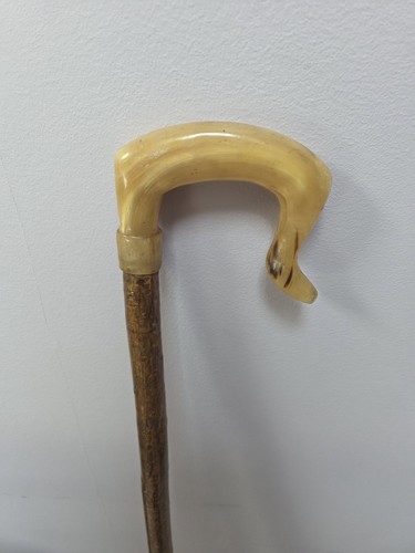 Rams horn shepherds - rams,