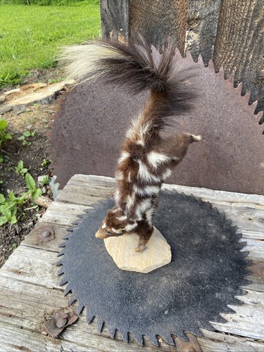 Eastern spotted skunk full - eastern,