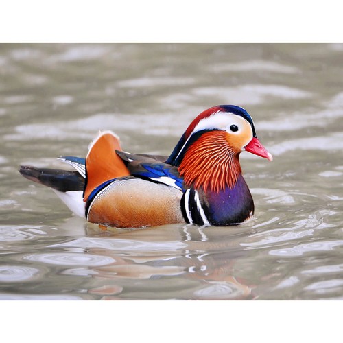 Animal photo bird - photo,