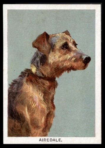 Airedale terrier walker - terrier,