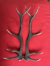 PAIR OF RED DEER ANTLERS 827g.   aprox. 52cm.