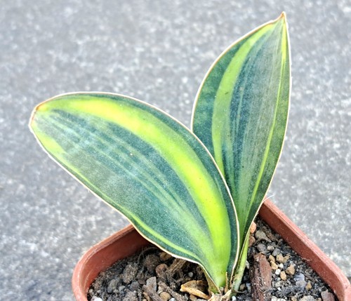 Sansevieria golden wendy - sansevieria, wendy'