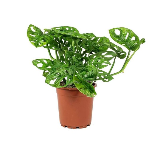 Monstera adansonii inch - monstera,