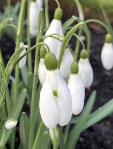 Galanthus little magnet 1 - little,