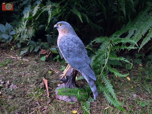 Sparrow hawk vivid arts - sparrow,