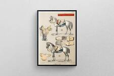 An Antique Illustration of a Horse with horseback riding equipment |