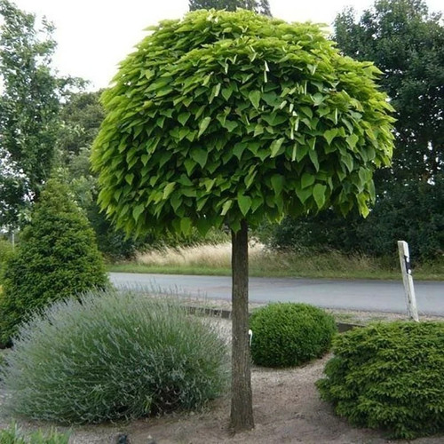 Large catalpa bignonioides - large,