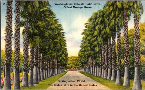 Washingtonia robusta palm - robusta,