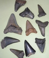 Megalodon, Mako, Angustiden