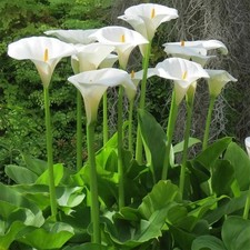 Lily of the Nile - White Calla Lily - Zantedeschia aethiopica - 10+ seeds Z 137